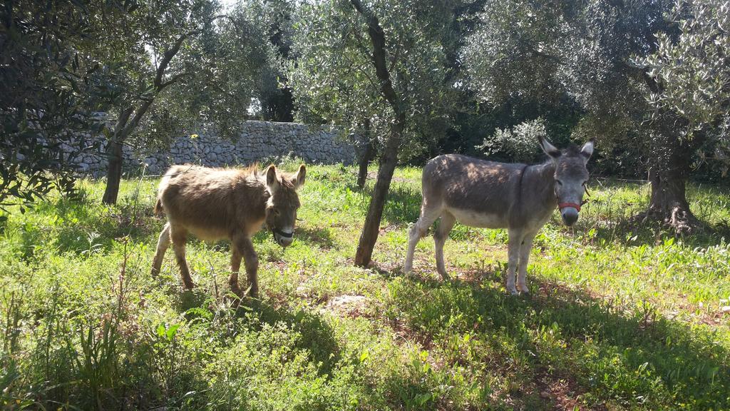 Agriturismo Specchiarussa モルチャーノ・ディ・レウカ エクステリア 写真